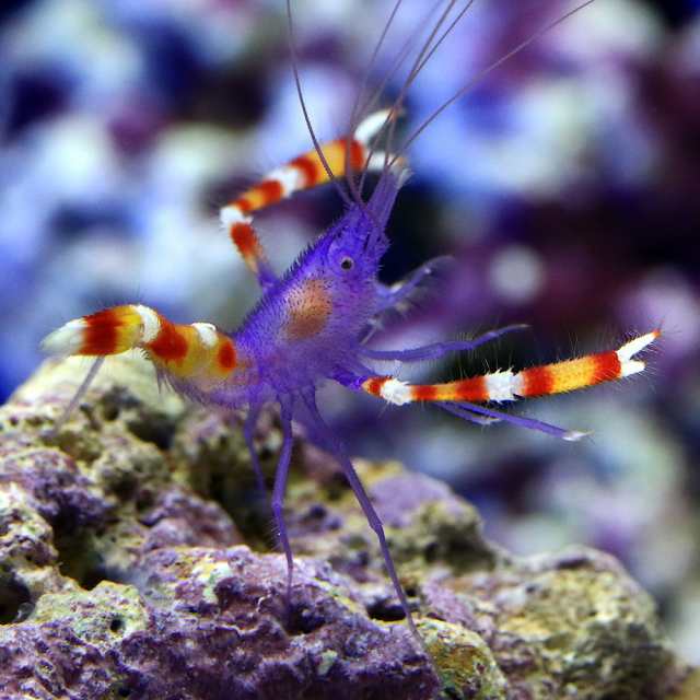 海水魚 エビ アオムネオトヒメエビ １匹 北海道航空便要保温の通販はau Pay マーケット チャーム