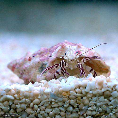 海水魚 ヤドカリ 沖縄産 ダンダラヒメヨコバサミ １匹 北海道航空便要保温の通販はau Pay マーケット チャーム