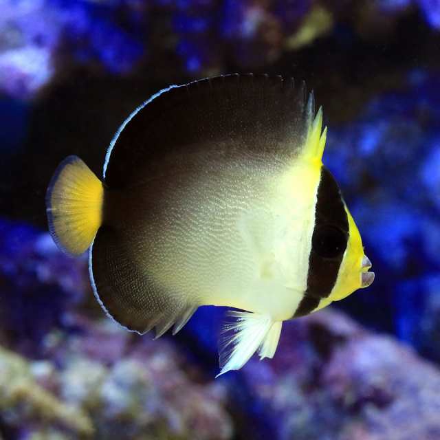 海水魚 ヤッコ チリメンヤッコ ｓサイズ １匹 北海道 九州航空便要保温の通販はau Wowma チャーム