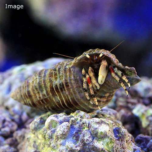 海水魚 ヤドカリ 沖縄産 キカザリサンゴヤドカリ １匹 北海道航空便要保温の通販はau Pay マーケット チャーム