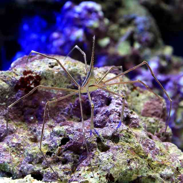 海水魚 カニ アロークラブ ｓサイズ １匹 北海道 九州 沖縄航空便要保温の通販はau Pay マーケット チャーム