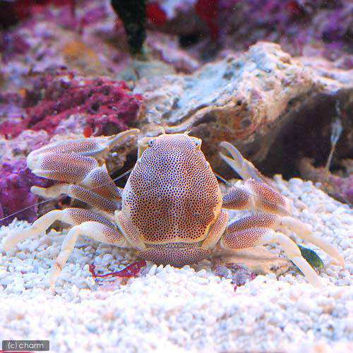 海水魚 カニ ｂ品 アカホシカニダマシ １匹 北海道 九州 沖縄航空便要保温の通販はau Pay マーケット チャーム