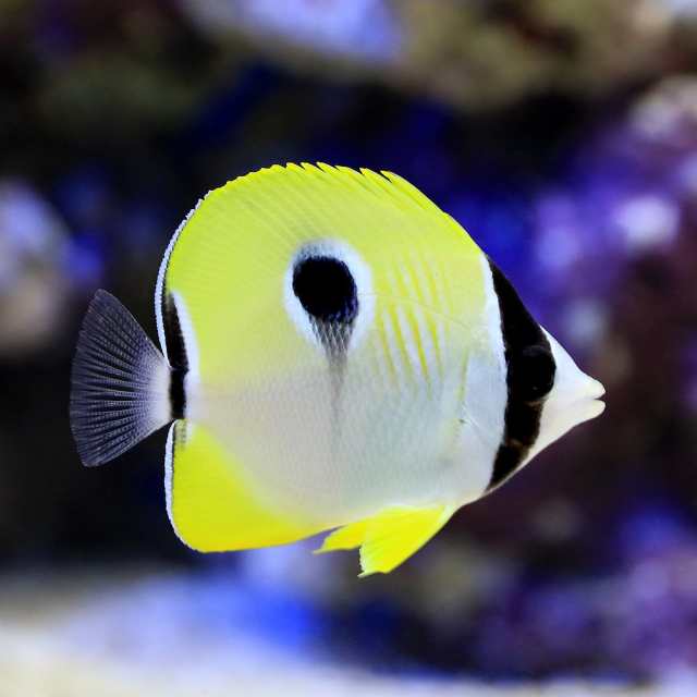 海水魚 イッテンチョウチョウウオ １匹 北海道 九州 沖縄航空便要保温の通販はau Pay マーケット チャーム