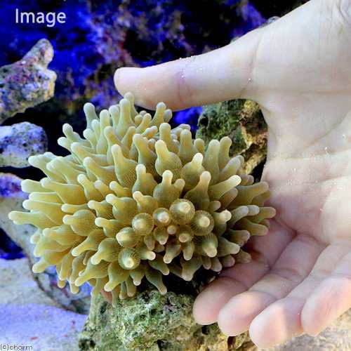 海水魚 サンゴイソギンチャク グリーン １匹 無脊椎動物 北海道航空便要保温の通販はau Pay マーケット チャーム