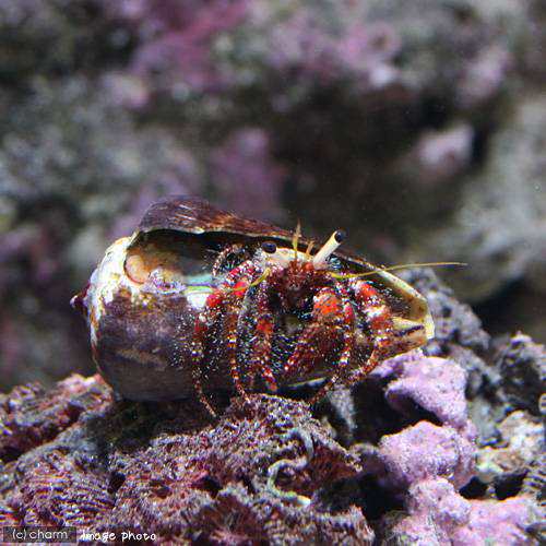 海水魚 ヤドカリ オイランヤドカリ 種類おまかせダルダヌスの仲間 １匹 北海道航空便要保温の通販はau Pay マーケット チャーム