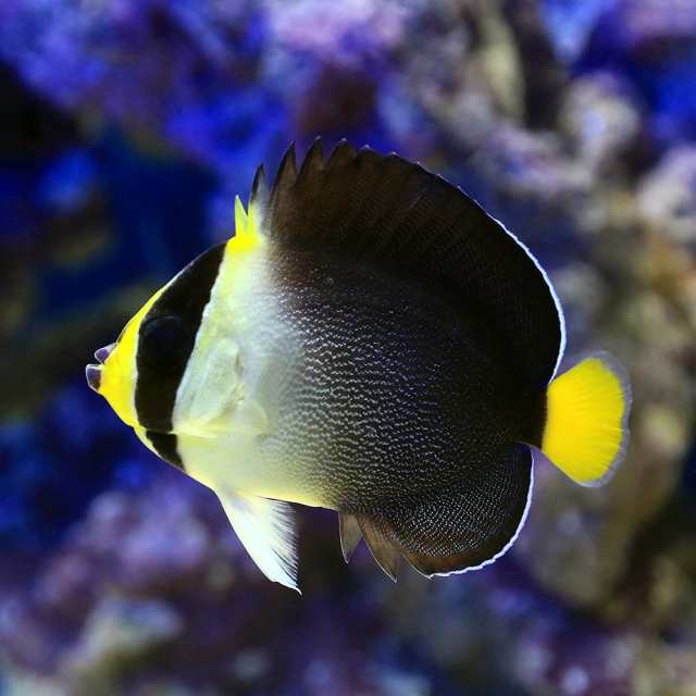 海水魚 ヤッコ チリメンヤッコ ｍサイズ １匹 北海道 九州 沖縄航空便要保温の通販はau Pay マーケット チャーム