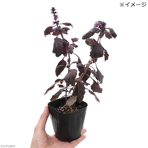 観葉植物 ハーブ苗 バジル オスミンパープル ３号 １ポット 家庭菜園の通販はau Pay マーケット チャーム