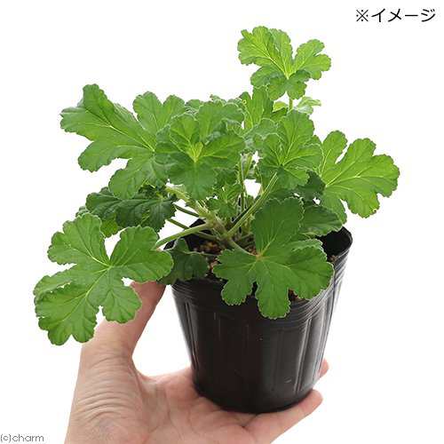 観葉植物 ハーブ苗 ゼラニウム スイートミモザ ３号 １ポット 家庭菜園 アロマの通販はau Pay マーケット チャーム