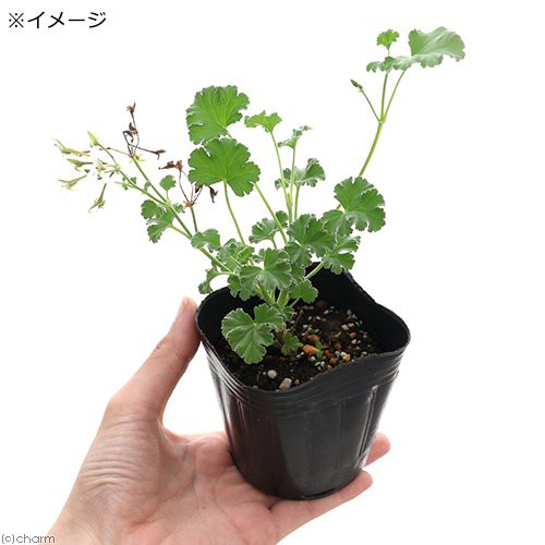 観葉植物 ハーブ苗 ゼラニウム ナツメグ １ポット 家庭菜園 アロマ 北海道冬季発送不可の通販はau Pay マーケット チャーム