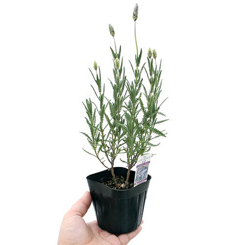 観葉植物）ハーブ苗 ラベンダー フレンチ デンタータ モネ ３号（１ポット） 家庭菜園の通販はau PAY マーケット - チャーム | au PAY  マーケット－通販サイト