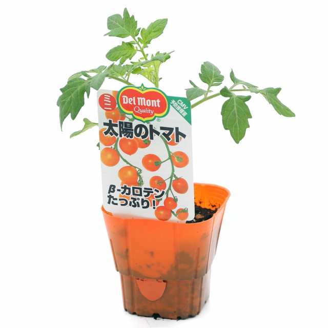 観葉植物 デルモンテ 野菜苗 トマト 太陽のトマト オレンジ色ミニトマト ３号 １ポット 家庭菜園の通販はau Pay マーケット チャーム