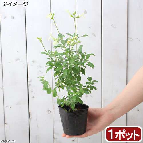 観葉植物 ハーブ苗 セージ チェリーセージ イエロー ３号 １ポット 家庭菜園の通販はau Pay マーケット チャーム