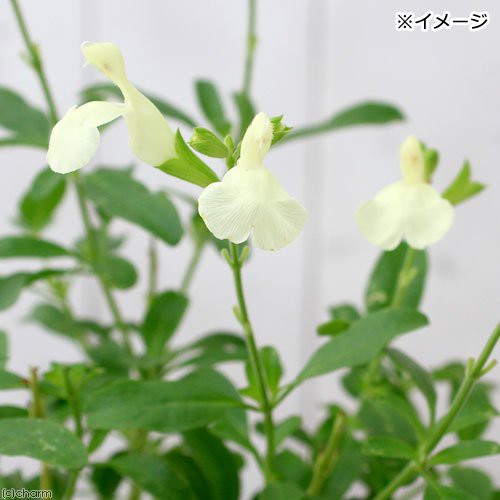 観葉植物 ハーブ苗 セージ チェリーセージ イエロー ３号 １ポット 家庭菜園の通販はau Pay マーケット チャーム