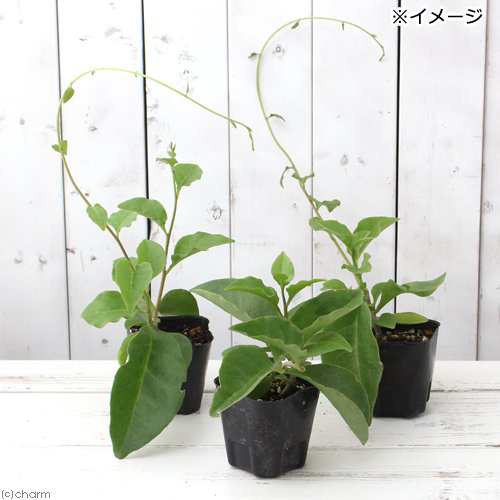 観葉植物 オカワカメ ぬるっぱ ３号 ３ポット 緑のカーテン 家庭菜園の通販はau Pay マーケット チャーム