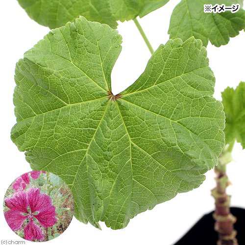 観葉植物 ハーブ苗 マロウ コモンマロウ ３号 １ポット 家庭菜園 北海道冬季発送不可の通販はau Pay マーケット チャーム