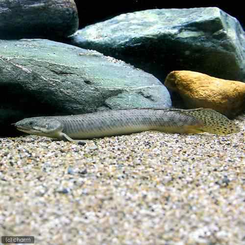 熱帯魚 ポリプテルス パルマス ポーリー １３ １５ｃｍ ワイルド １匹 北海道 九州航空便要保温 沖縄別途送料の通販はau Pay マーケット チャーム