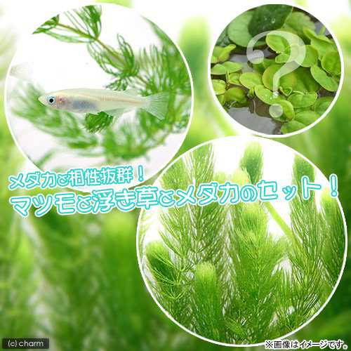 めだか 水草 白メダカ初心者セット 白メダカ ６匹 マツモ 無農薬 ５本 おまかせ浮き草３種の通販はau Pay マーケット チャーム