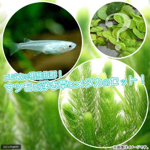 めだか 水草 青メダカ初心者セット 青メダカ ６匹 マツモ 無農薬 ５本 おまかせ浮き草３種の通販はau Pay マーケット チャーム