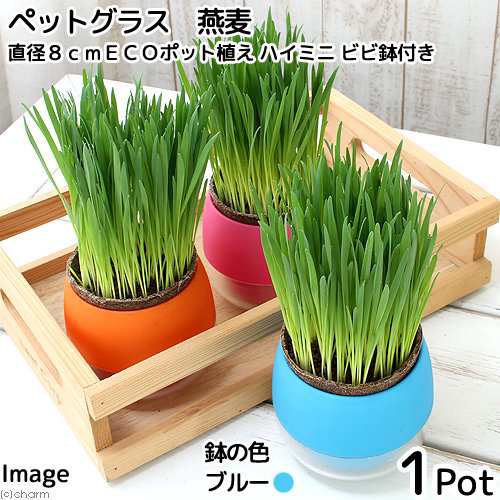 観葉植物 ペットグラス 猫草 燕麦 直径８ｃｍｅｃｏポット植え 無農薬 ハイミニ ビビ鉢付き ブルー 北海道冬季発送不可 の通販はau Pay マーケット チャーム