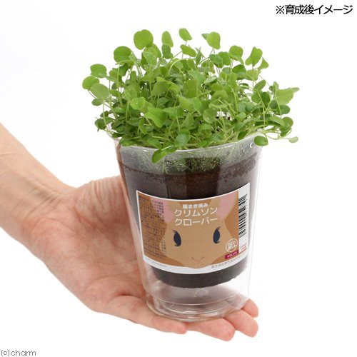 観葉植物 種まき済み クリムゾンクローバー栽培 ｅｃｏポット １ポット の通販はau Pay マーケット チャーム