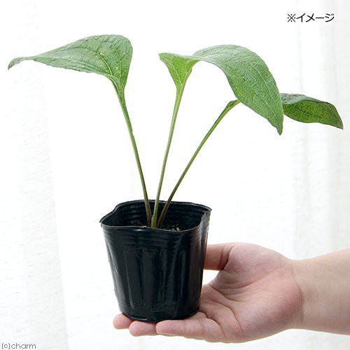 観葉植物 ハーブ苗 エキナセア パープレア ３号 １ポット 家庭菜園の通販はau Pay マーケット チャーム