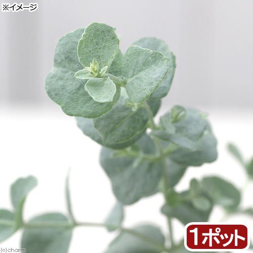 観葉植物 ユーカリ 銀世界 プルベルレンタ ３号 １ポット 家庭菜園の通販はau Pay マーケット チャーム