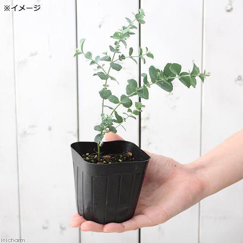 観葉植物 ユーカリ 銀世界 プルベルレンタ ３号 １ポット 家庭菜園 北海道冬季発送不可の通販はau Pay マーケット チャーム