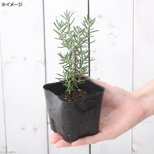 観葉植物 ハーブ苗 ローズマリー ピンク 立性 ３号 １ポット 家庭菜園の通販はau Pay マーケット チャーム