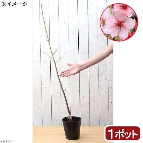 山野草 盆栽 サクラ 桜 カワヅザクラ 河津桜 樹高８０ １００ｃｍ程度 ４号 １ポット 休眠株の通販はau Pay マーケット チャーム