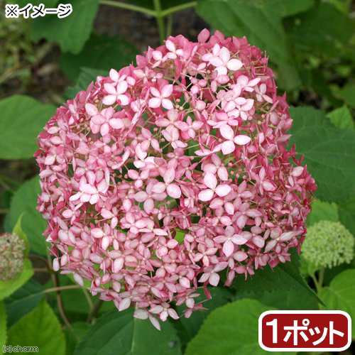 観葉植物 ハイドランジア アメリカアジサイ ピンクアナベル ５号 １ポット 開花 開花終了株の通販はau Pay マーケット チャーム