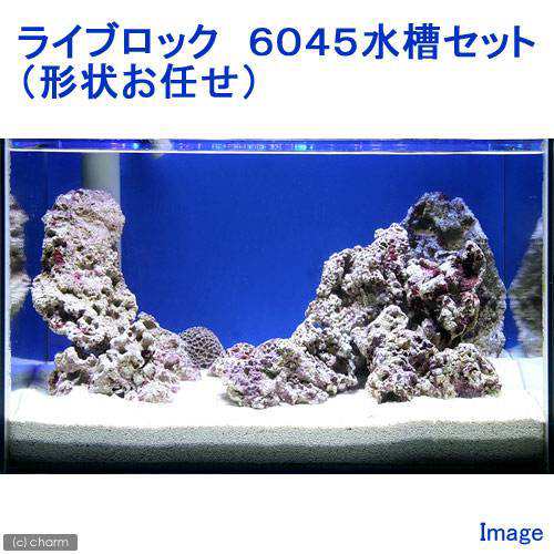 海水魚 ライブロック ６０４５水槽セット １セット 形状お任せ 北海道航空便要保温 沖縄別途送料の通販はau Pay マーケット チャーム