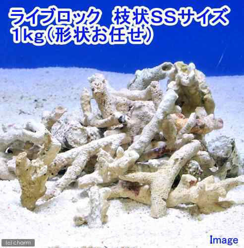 海水魚 ライブロック 枝状ｓｓサイズ １ｋｇ 形状お任せ 北海道 九州 沖縄航空便要保温の通販はau Pay マーケット チャーム