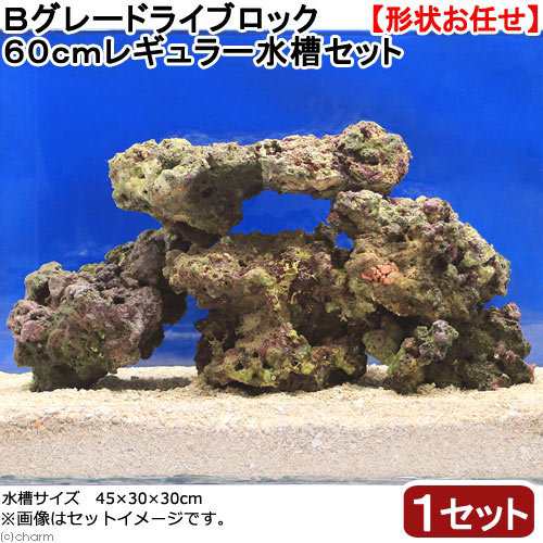 海水魚 ｂグレードライブロック ６０ｃｍレギュラー水槽セット １セット 形状お任せ 北海道 九州 沖縄航空便要保温 沖縄別の通販はau Pay マーケット チャーム