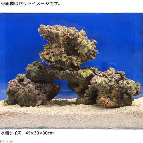 海水魚 ｂグレードライブロック ６０ｃｍレギュラー水槽セット １セット 形状お任せ 北海道 九州 沖縄航空便要保温 沖縄別の通販はau Pay マーケット チャーム