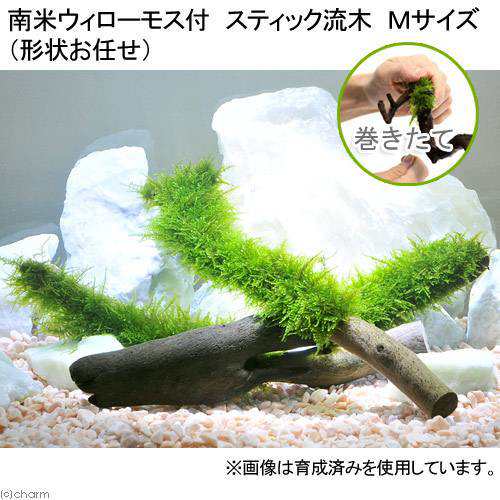 水草 巻きたて 南米ウィローモス スティック流木 ｍサイズ 約２０ｃｍ 形状お任せ 無農薬 １本 の通販はau Pay マーケット チャーム