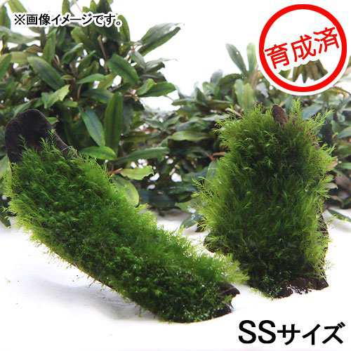 水草 育成済 ウォーターフェザー付 流木 ｓｓサイズ 約１０ｃｍ 無農薬 １本 の通販はau Pay マーケット チャーム