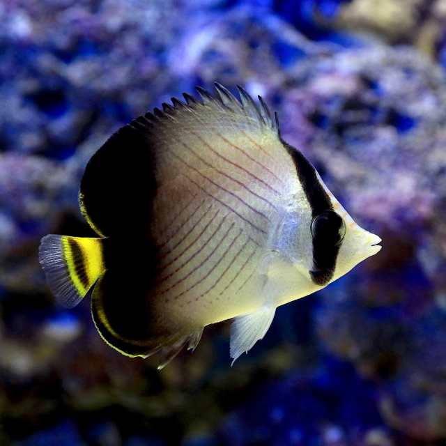 海水魚）インドフウライチョウチョウウオ（１匹） 北海道航空便要保温の通販はau PAY マーケット - チャーム