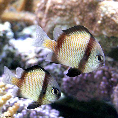 海水魚 フタスジリュウキュウスズメダイ １匹 北海道 九州 沖縄航空便要保温の通販はau Pay マーケット チャーム