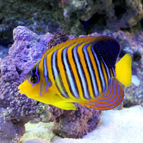 (海水魚)ヤッコ 紅海産 ニシキヤッコ(1匹) 北海道・九州航空便要保温の通販は