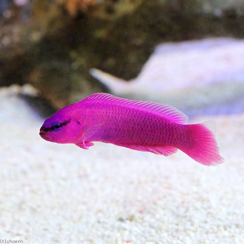 海水魚 オーキッドドティーバック ブリード １匹 北海道 九州 沖縄航空便要保温の通販はau Pay マーケット チャーム