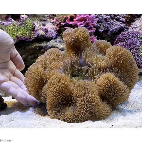 海水魚 沖縄産 ハタゴイソギンチャク ミックスカラー ｌサイズ １匹 無脊椎動物 北海道航空便要保温 沖縄別途送料の通販はau Pay マーケット チャーム