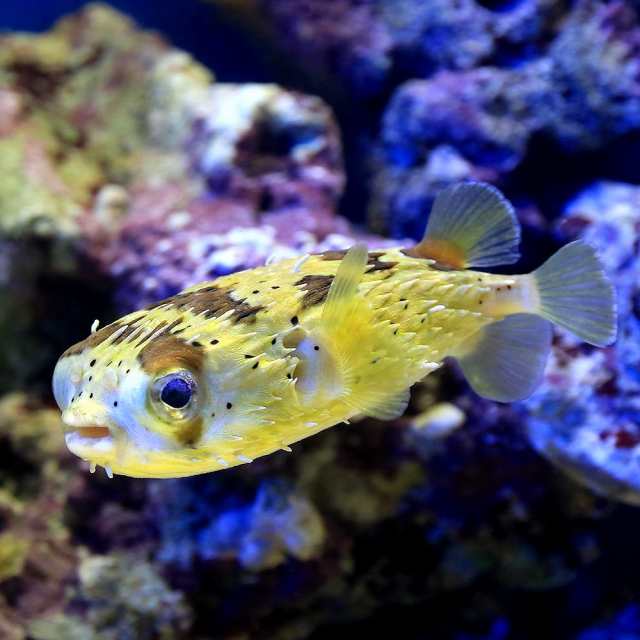 （海水魚）サンゴイソギンチャク　Ｌサイズ（１匹）無脊椎動物　北海道・九州航空便要保温