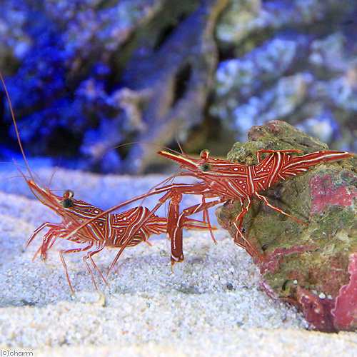 海水魚 エビ キャメルシュリンプ ｌサイズ １匹 北海道航空便要保温の通販はau Pay マーケット チャーム