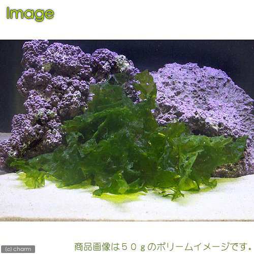 海水魚 海藻 生餌 アオサ 岩なし ミックス １０ｇ 北海道航空便要保温の通販はau Pay マーケット チャーム