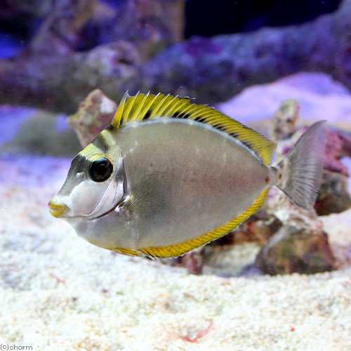 海水魚 インド洋産 ミヤコテングハギ １匹 北海道航空便要保温の通販はau Pay マーケット チャーム