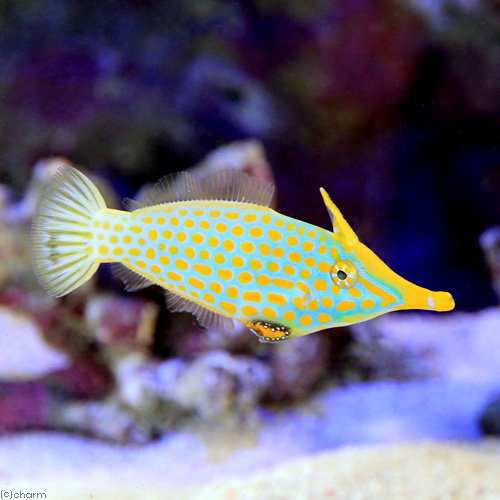 海水魚）テングカワハギ（１匹） 北海道・九州航空便要保温の通販はau