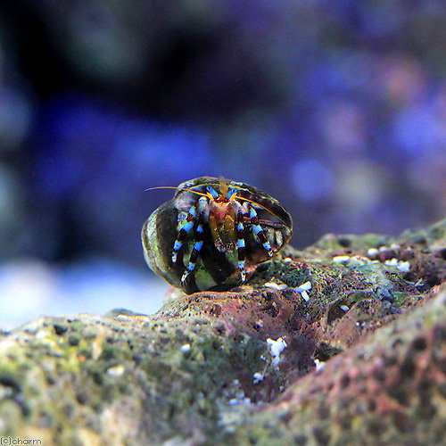 海水魚 ヤドカリ ユビワサンゴヤドカリ ｓｓサイズ １匹 北海道航空便要保温の通販はau Pay マーケット チャーム