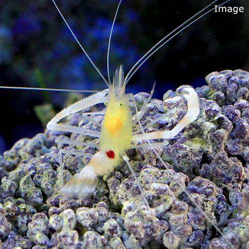 海水魚 エビ ヒノマルオトヒメエビ １匹 北海道航空便要保温の通販はau Pay マーケット チャーム