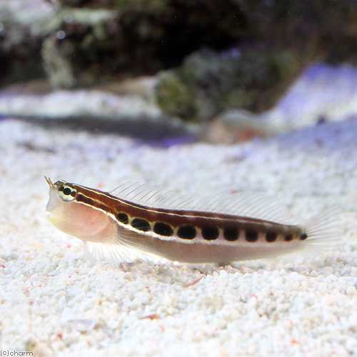 海水魚 沖縄産 ヒトスジギンポ １匹 北海道 九州 沖縄航空便要保温の通販はau Pay マーケット チャーム