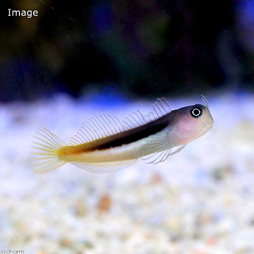 海水魚 フタイロカエルウオ ストライプドフォーム １匹 北海道 九州航空便要保温の通販はau Pay マーケット チャーム